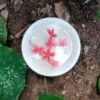 Decorative marble flower bowl with pedestal