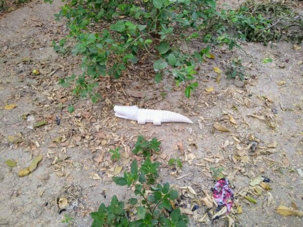 White marble hand carved crocodile